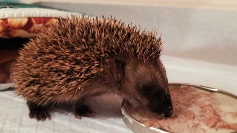 Große Ansicht vom Video