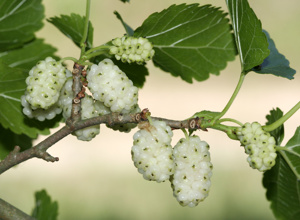 Arboretum Pfalzgrafenweiler - Klima- u.  Zukunftsbäume