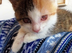 Lebendfallen für scheue Katzen
