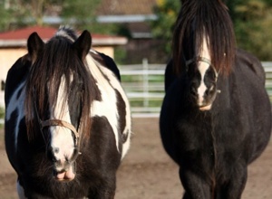 Unser Gnadenhof für Tiere
