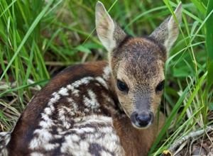Wildtiere sind unsere Leidenschaft - KitzGuard Trier e.V.