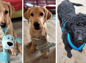 Ein neuer Welpe für Hunde für Handicaps e.V.
