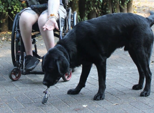 Assistenzhundeausbildung für Labrador-Rüde Magic