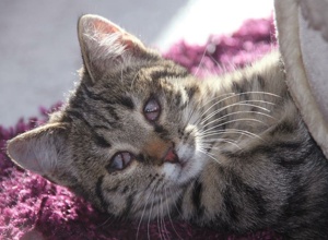 Lebendfallen für scheue Katzen
