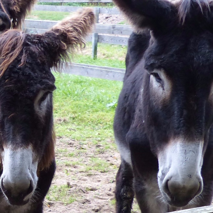 Neue Außenanlagen für die bedrohten Poitou Esel