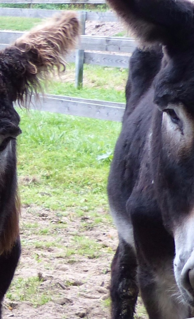 Neue Außenanlagen für die bedrohten Poitou Esel