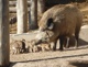 Familienkarte für den Tierpark Sommerhausen