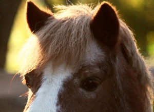 Unser Gnadenhof für Tiere