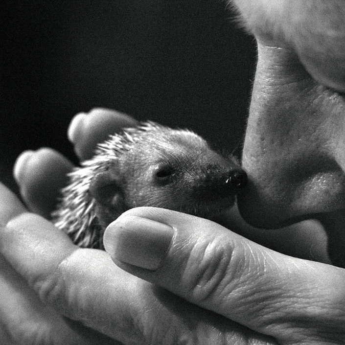 Rettungsaktion für Igel in Not