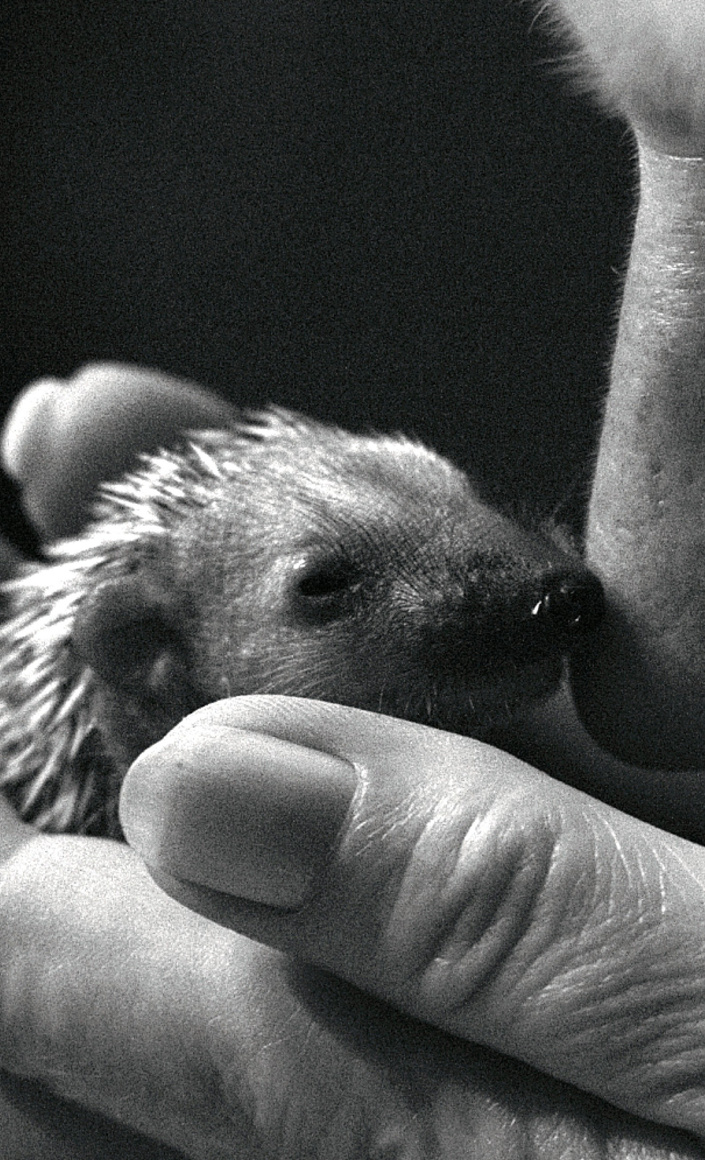 Rettungsaktion für Igel in Not