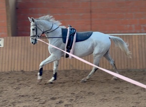 Voltigier- und Reitpferd Giotto für den