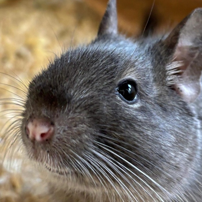 Einrichtung Feuerwehr-Quarantäne-Container für Kleintiere im Tierheim
