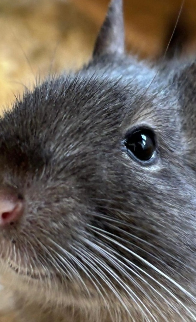 Einrichtung Feuerwehr-Quarantäne-Container für Kleintiere im Tierheim