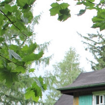 Neues Leben für ein altes Haus