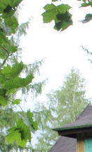 Neues Leben für ein altes Haus
