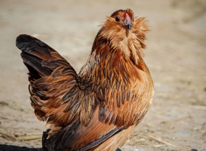 Jugendfarm Birkach: Futterküche für das neue Kleintierhaus