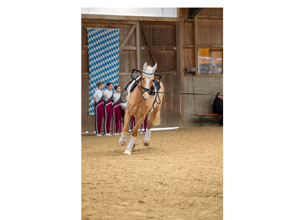 Neues Voltigierpferd für die SG Mauerbach