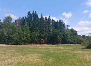 Märchenwald anlegen