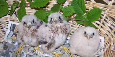 Neubau der Auffangstation für verletzte Greifvögel und Eulen