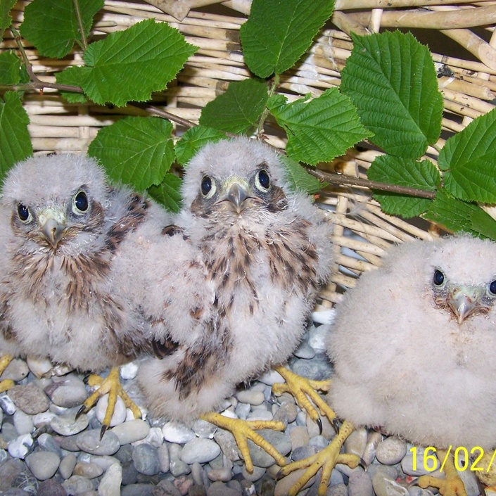 Neubau der Auffangstation für verletzte Greifvögel und Eulen
