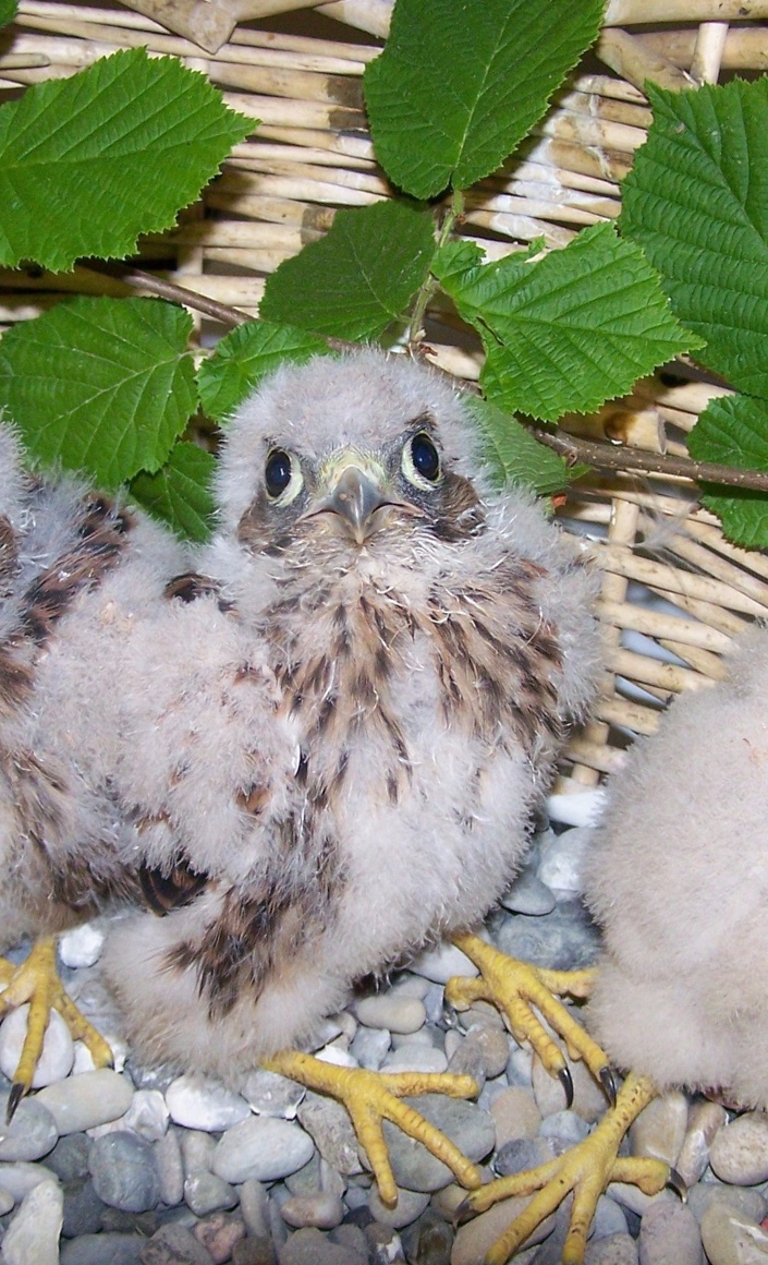 Neubau der Auffangstation für verletzte Greifvögel und Eulen