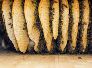 Figurenbeuten für Bienen im Aischgrund