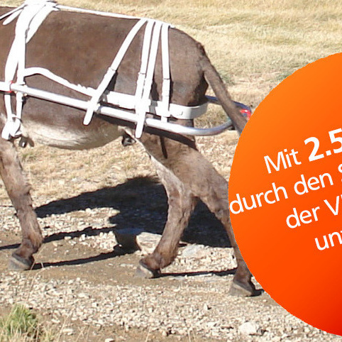Eine Randoline für den Eselpark