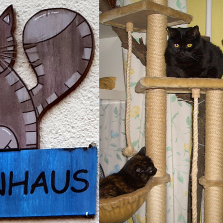 Katzenhaus Oberwürzbach