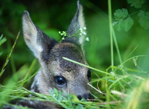 Video - Drohnen für Save the Kitz