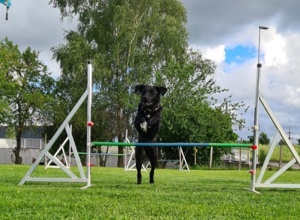 Aufsitzrasenmäher  für Hundeplatz des HSVUD Underdogs e.V.