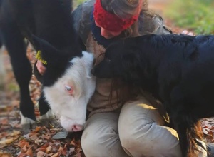 Tiere retten, heilen und vermitteln