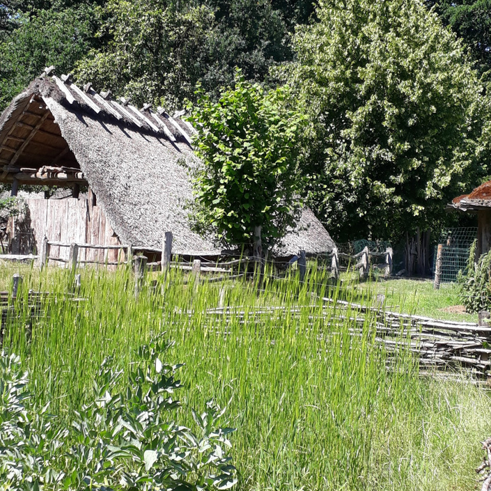 Celtic Fields beim Bronzezeithof (VVV Uelsen e.V.)