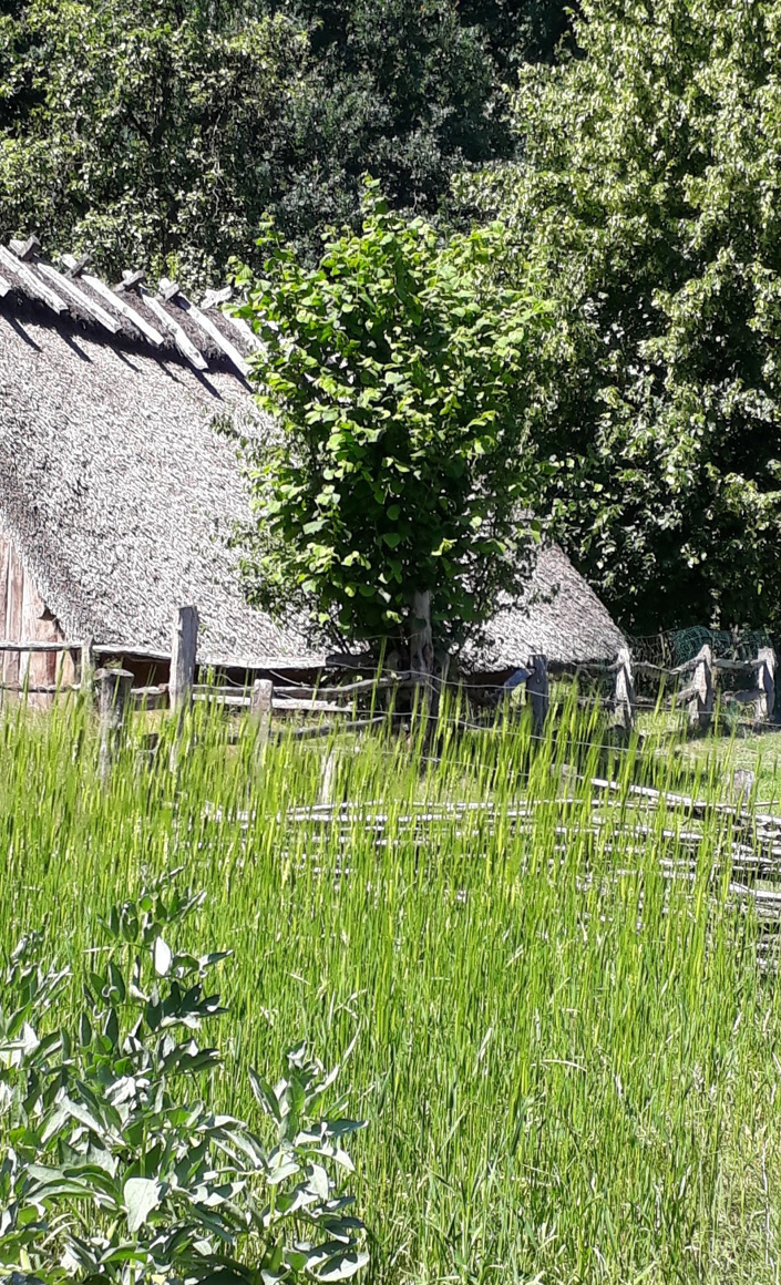 Celtic Fields beim Bronzezeithof (VVV Uelsen e.V.)