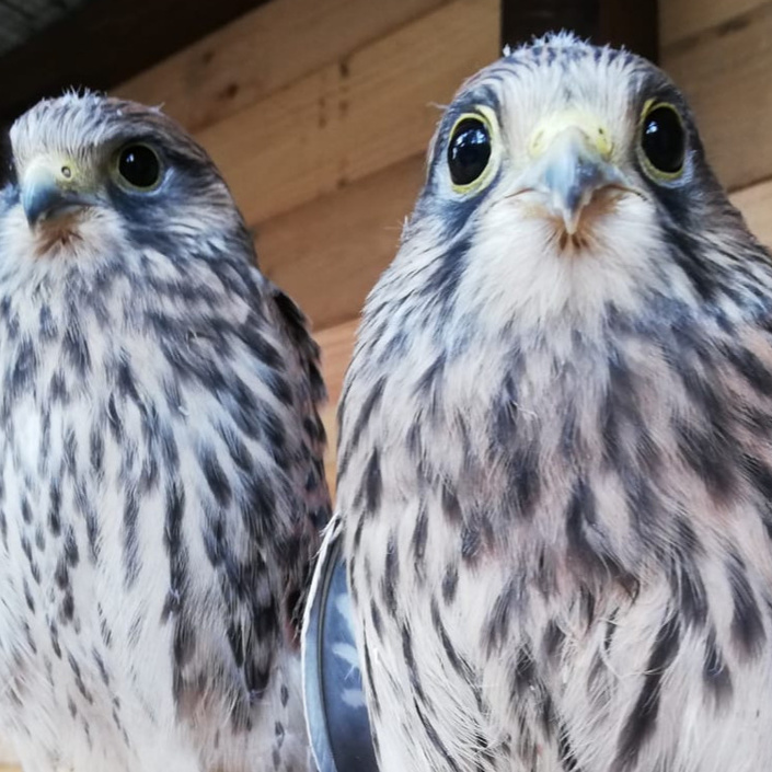 Erweiterung der Auffangstation für verletzte Greifvögel und Eulen