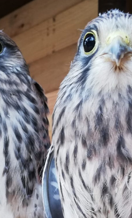Erweiterung der Auffangstation für verletzte Greifvögel und Eulen