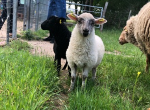 Spende für die Farmtiere