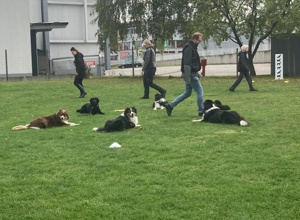 Aufsitzrasenmäher  für Hundeplatz des HSVUD Underdogs e.V.