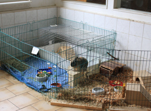 Artgerechte Kleintierhaltung im Tierheim Alsfeld