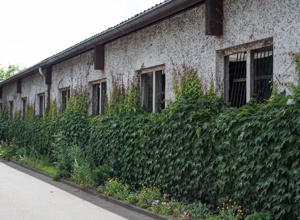 Video - Gute Aussichten für unsere Pferde - Fensterboxen im IRV