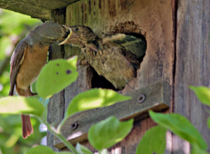 Nistkästen für heimische Vögel