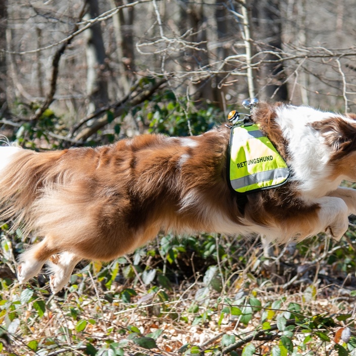 Auch Tiere geraten in eine Notlage - unsere Suchteams helfen!