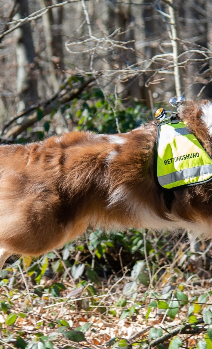 Auch Tiere geraten in eine Notlage - unsere Suchteams helfen!