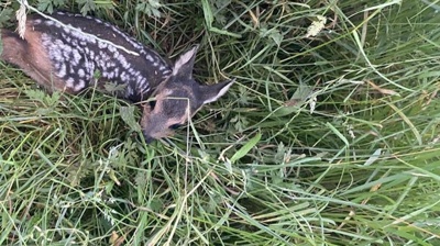 Drohne zur Rettung von Kitzen