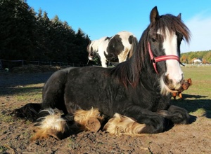 Tiere retten, heilen und vermitteln