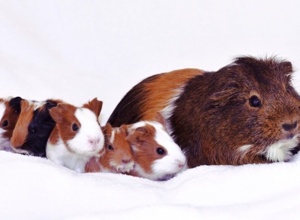 Tierarztkosten für 78 Notmeerschweinchen