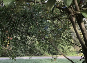Ein Schulgarten für Bammental