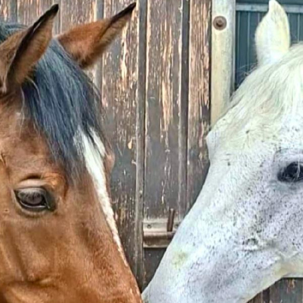 Ein neues Schulpferd für den Reitverein Böblingen