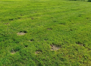 Sportplatzsanierung Spfr. Leukershausen-Mariäkappel
