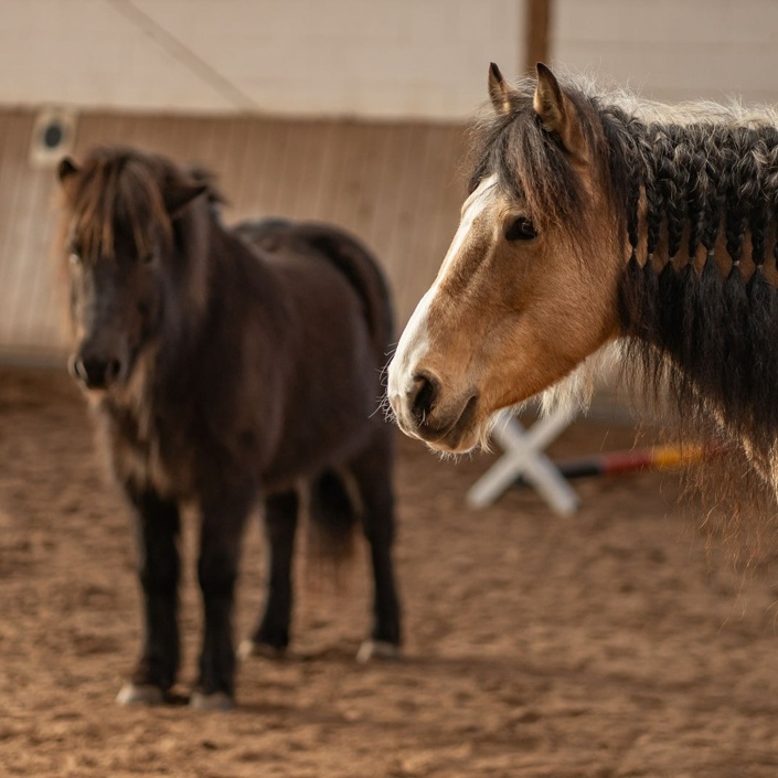 Start des neuen Bereiches der Hippotherapie
