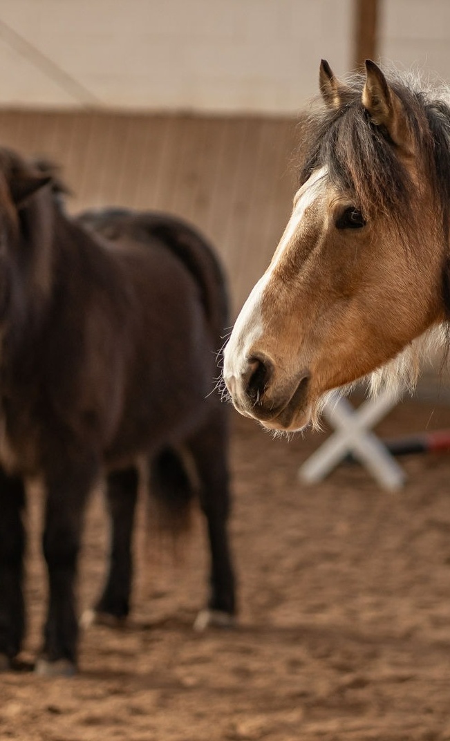 Start des neuen Bereiches der Hippotherapie